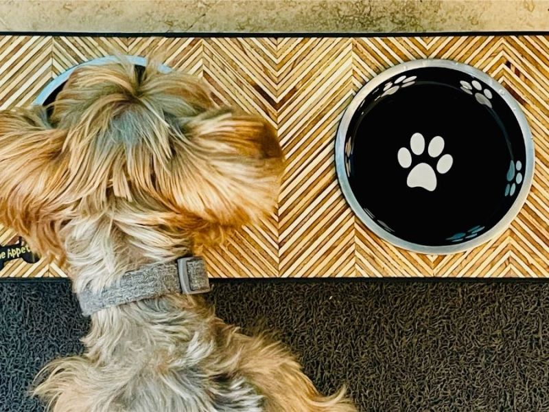 Woof! DIY Plywood Pattern Dog Bowl Holder (Video Tutorial!)